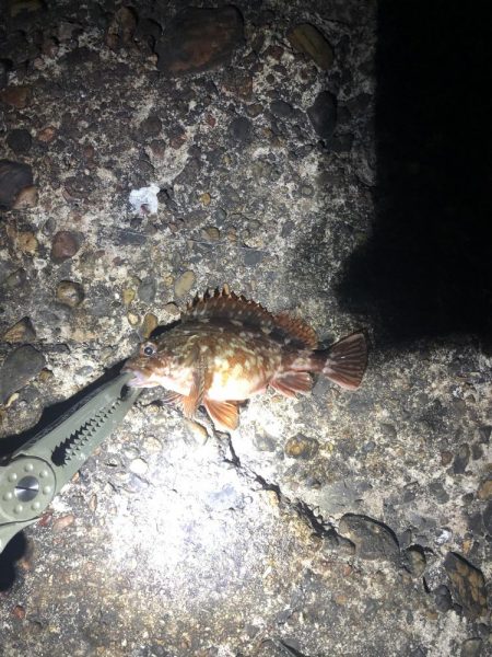 ひさびさメバリング