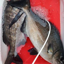 和歌山市江（吉丸渡船）で磯フカセ