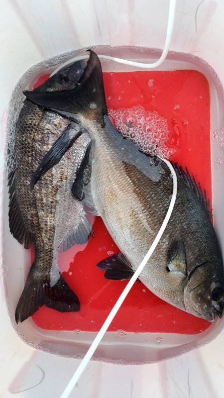 和歌山市江（吉丸渡船）で磯フカセ