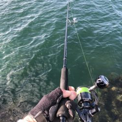 今日もサワラ狙い