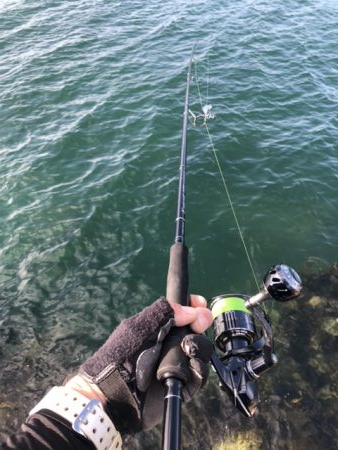 今日もサワラ狙い