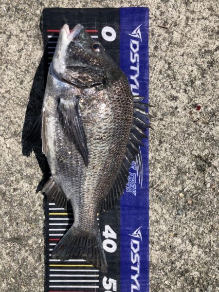 イチノ兄弟、釣果!