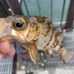 メバル釣れるϵ( \’Θ\’ )϶