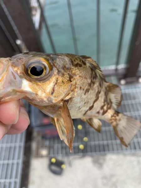 メバル釣れるϵ( \’Θ\’ )϶