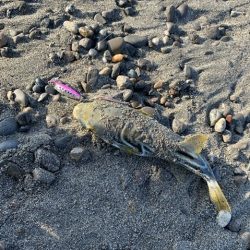 台風後のサーフでなんとか釣れました！