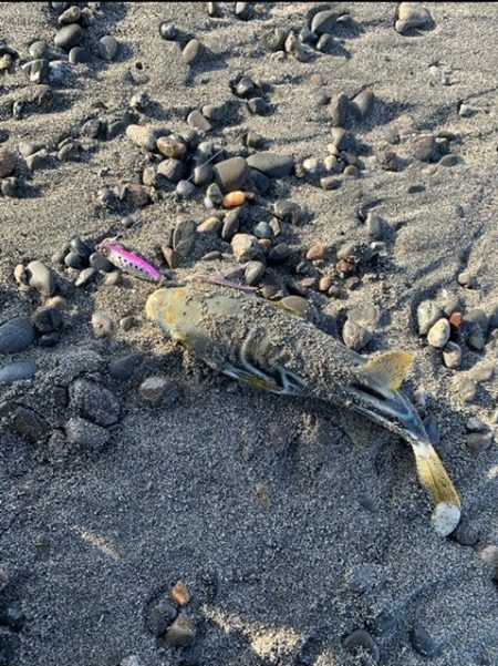 台風後のサーフでなんとか釣れました！