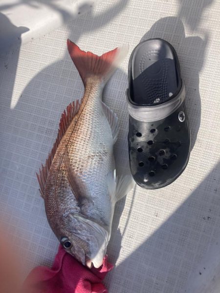 ノッコミはじまり？