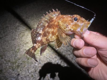 しばらくぶりの北淡エリアっ!