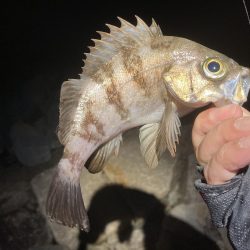 メバル上向いて来てます!