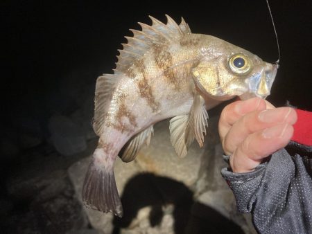 メバル上向いて来てます!