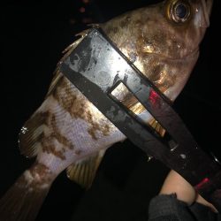 月下美人の鮭フレークカラーで、、