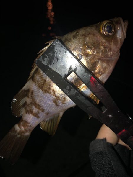 月下美人の鮭フレークカラーで、、