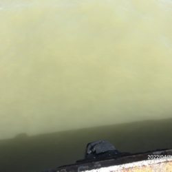 バチ抜けシーバス