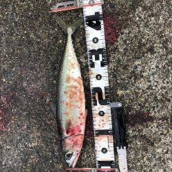 ギガアジを求めて…