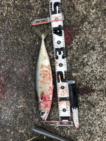 ギガアジを求めて…