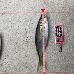 デカアジ、未だ出ず