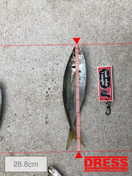 デカアジ、未だ出ず