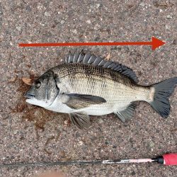 チヌをフカセ釣りで