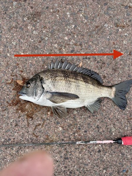 チヌをフカセ釣りで