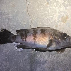 厳しいメバリング