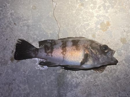 厳しいメバリング