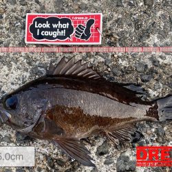 新竿投入し、自己記録更新！