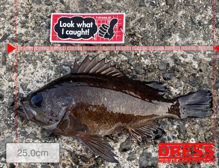 新竿投入し、自己記録更新！