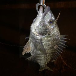 ヘチってきました