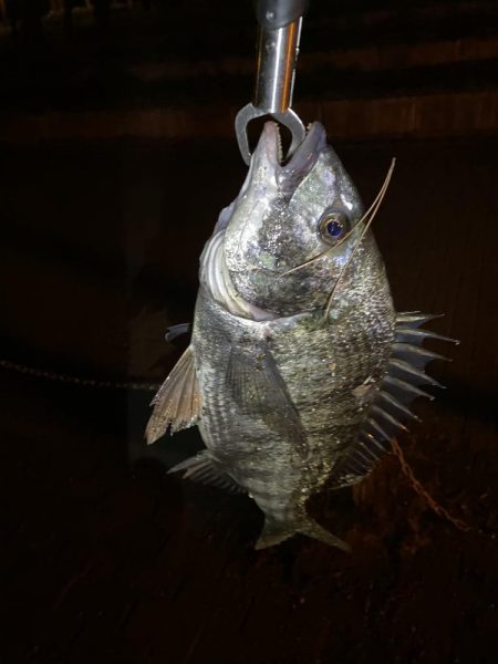 ヘチってきました