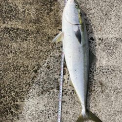 西宮でケーソン　ブリ上がりました