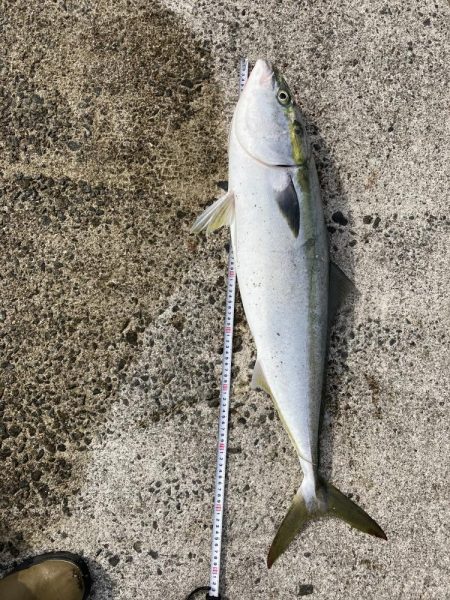 西宮でケーソン　ブリ上がりました