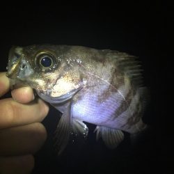 たかたか釣り日記