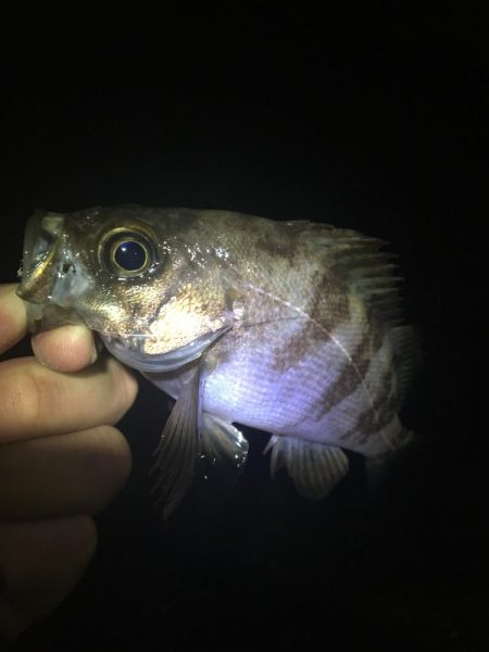 たかたか釣り日記