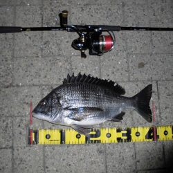 ポツポツと釣れる感じ…