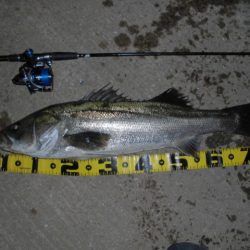 時合いめっちゃ短い…