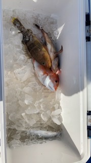 オフショアジギング