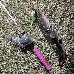 今回もナマズ です。