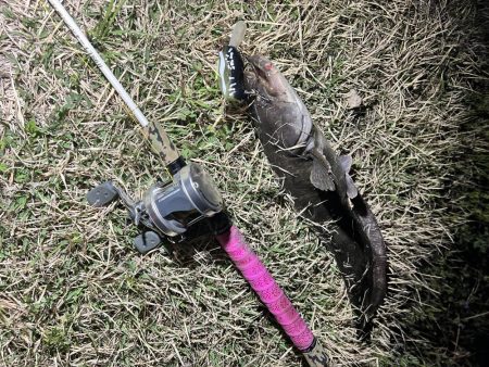 今回もナマズ です。