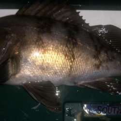 初心を思い出すメバリング