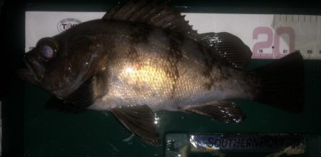 初心を思い出すメバリング