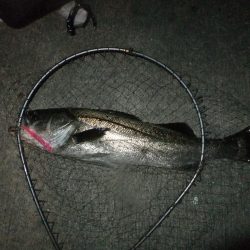 シーバス絶好調!