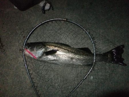 シーバス絶好調!