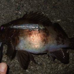 いよいよメバリング最盛期へ