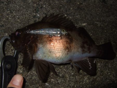 いよいよメバリング最盛期へ