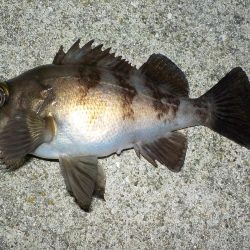 メバリング・餌釣り
