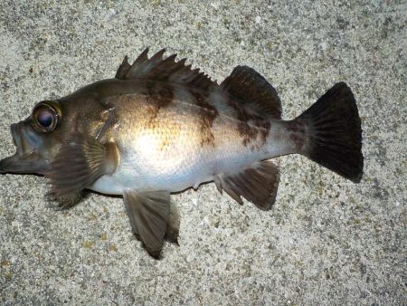 メバリング・餌釣り