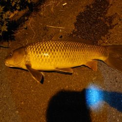 シーバスのはずが鯉