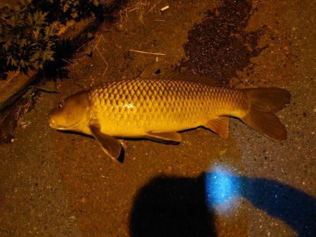 シーバスのはずが鯉