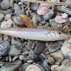 キスの投げ釣り