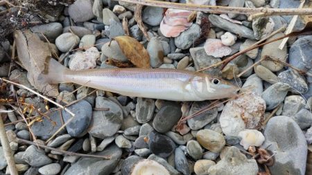 キスの投げ釣り